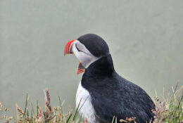 Iceland (48/74)